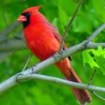 littlebirdie-cardinal