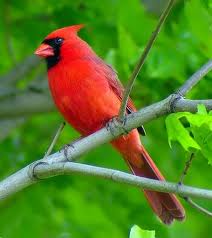 littlebirdie-cardinal